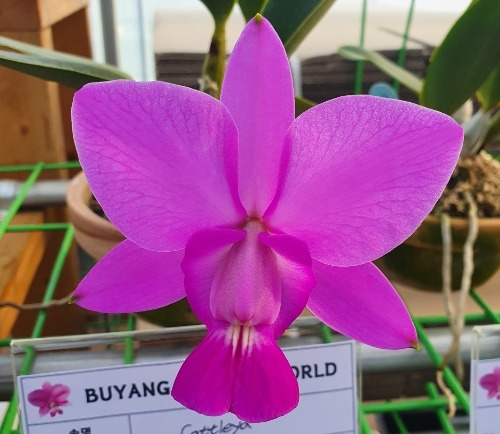 Cattleya walkeriana [ST-120]