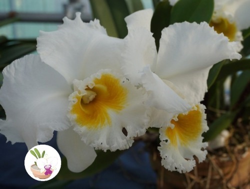 Cattleya pornthip