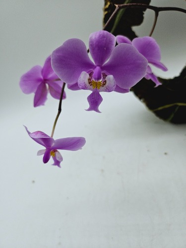 Phalaenopsis schilleriana