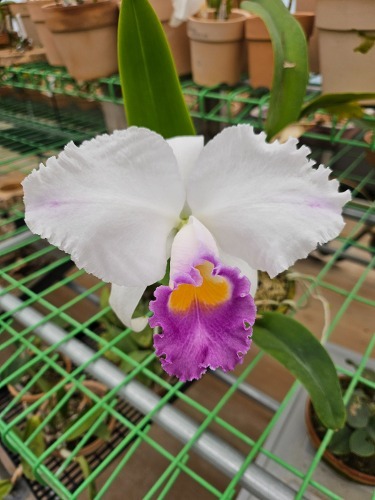 Cattleya trianae var.coerulea-pincelada