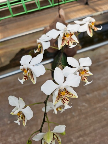 Phalaenopsis stuartiana