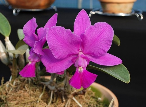 Cattleya walkeriana [ST-248]