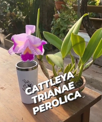 Cattleya trianae fma.perolica &#039;Hija&#039;