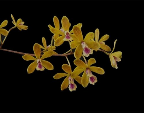 Encyclia fucata X Self