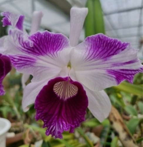 Cattleya purpurata &#039;Oriental Splash&#039; X Self