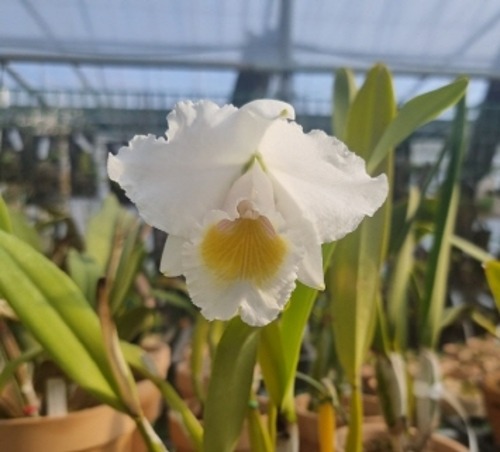 Cattleya quadricolor fma.albescens X Self