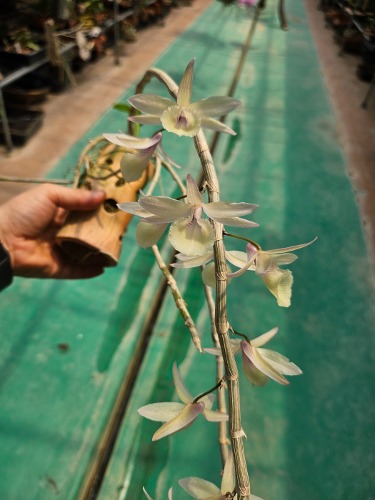 Dendrobium aphyllum 두진석곡