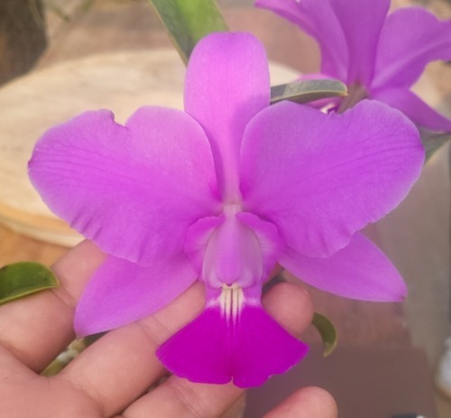 Cattleya walkeriana [ST-204]