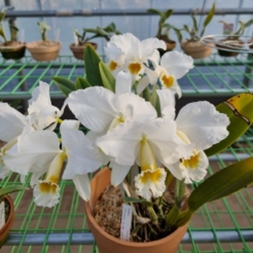 Cattleya percivaliana var.alba X Self