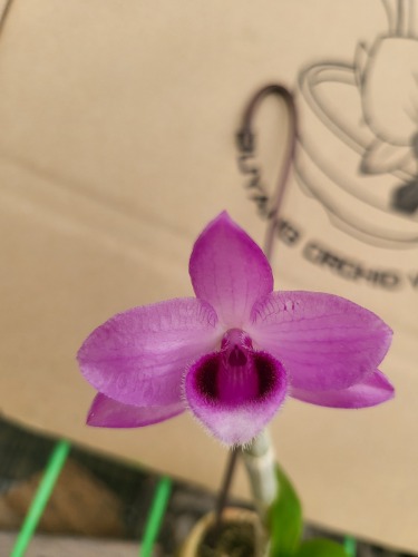 Dendrobium parishii