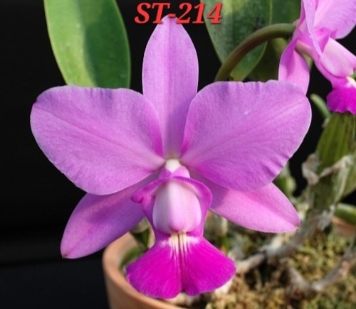 Cattleya walkeriana [ST-214]