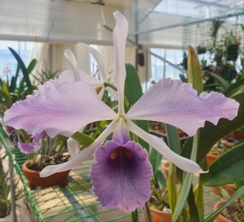 Cattleya C.G Roebling &#039;Blue Indigo&#039; X Self