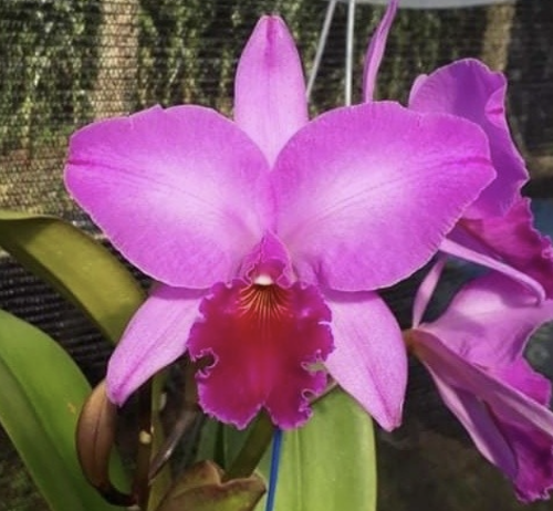 Cattleya labiata var.rubra