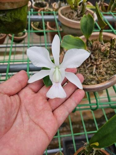 Cattleya walkeriana var.semi-alba