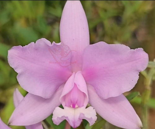 Cattleya intermedia var.concolor