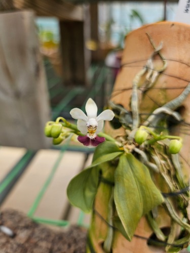 Phalaenopsis parishii