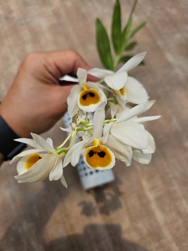 Dendrobium bensoniae