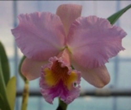 Rhyncholaeliocattleya George King &#039;Serendifity&#039; X Self