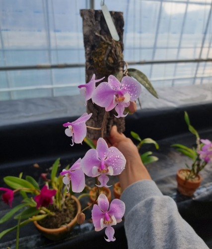 Phalaenopsis schilleriana