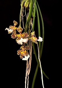 Oncidium jonensianum