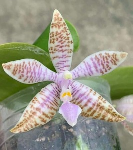 Phalaenopsis lueddemanniana