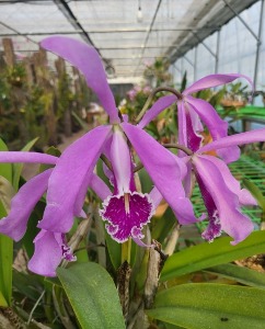 Cattleya maxima