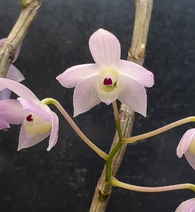 Dendrobium aduncum