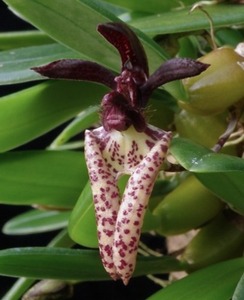 Bulbophyllum  lasiochilum