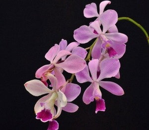 Encyclia dichroma