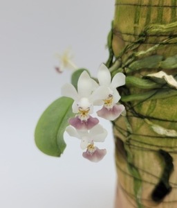 Phalaenopsis parishii