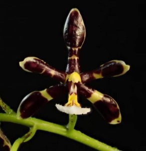 Phalaenopsis mannii