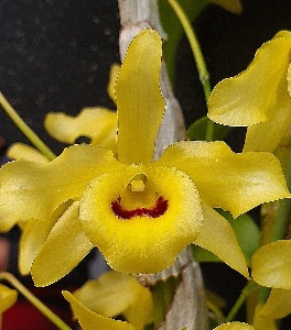 Dendrobium signatum