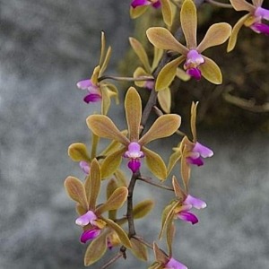 Phalaenopsis braceana