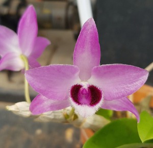 Dendrobium parishii variegata