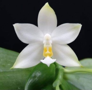 Phalaenopsis violacea