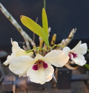 Dendrobium albosanguineum