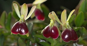 Epidendrum porpax