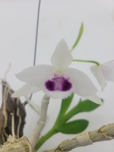 Dendrobium parishii var.semi-alba