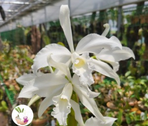 Cattleya purpurata