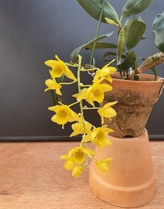 Dendrobium griffithianum