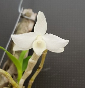 Dendrobium parishii alba