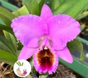 Cattleya percivaliana