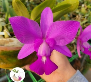 Cattleya walkeriana tipo [브라질개체]