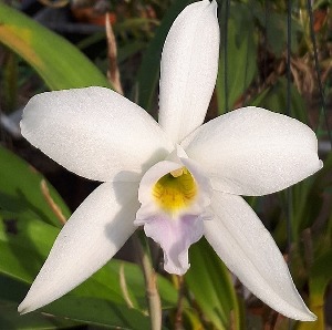 Laelia anceps &#039;Marco Polo&#039;