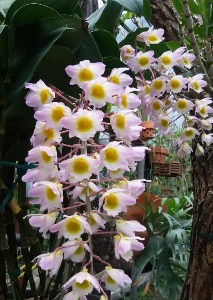 Dendrobium amabile