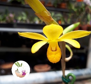 Dendrobium Chrysocrepis