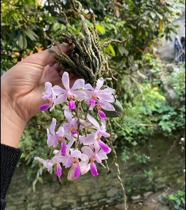 Phalaenopsis wilsonii  화서호접란