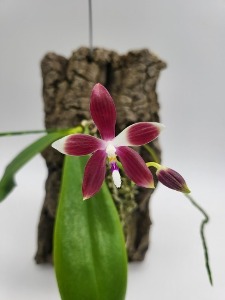 Phalaenopsis tetraspis &#039;Red&#039;