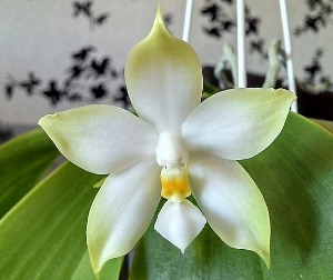 Phalaenipsis violacea var.alba