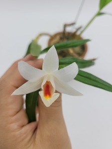 Dendrobium cristyanum